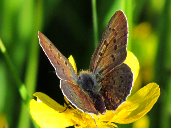 Ohniváčik čiernoškvrnný