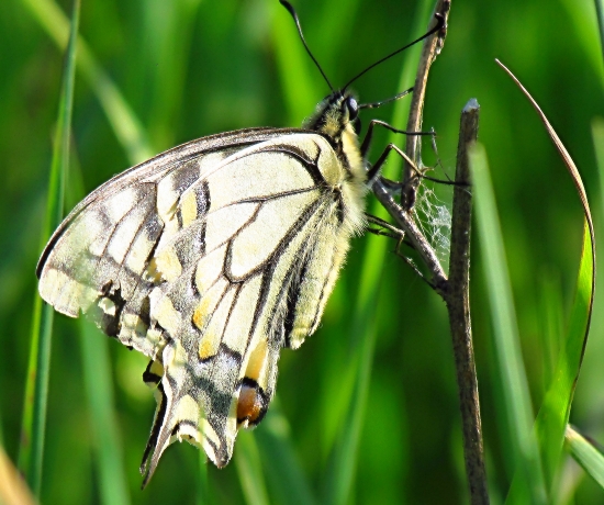 Vidlochvost feniklový