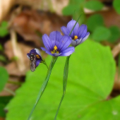 SISYRINCHIUM ANGUSTIFOLIUM  - badil úzkolistý / mečovka horská