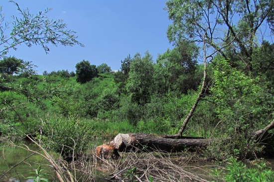 Kráľovstvo  bobra európskeho