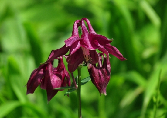 Orlíček černofialový