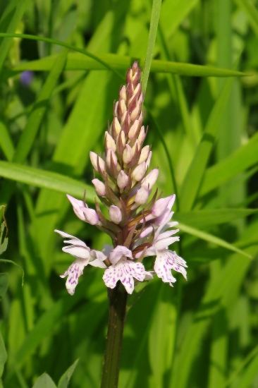 Vstavačovec škvrnitý pravý