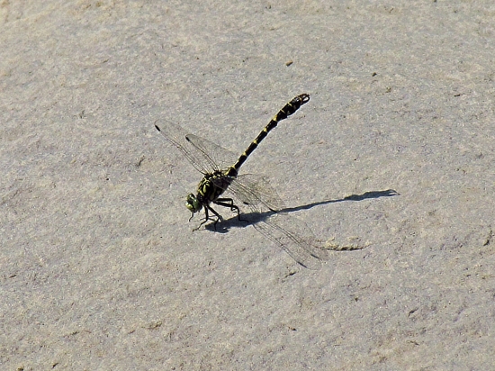 Šidlo... (modré ?)