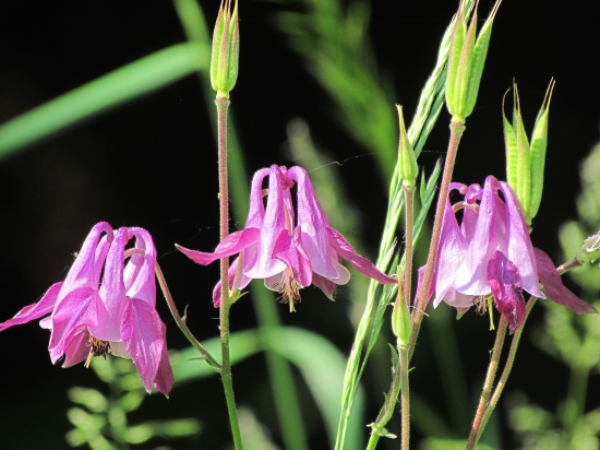 Orlíček obyčajný