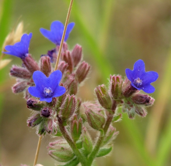 Kamienka modropurpurová