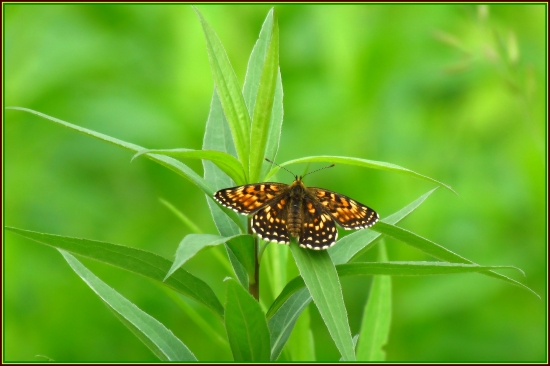 Perlovec....(?) (nie, Hnedáčik čermelový)