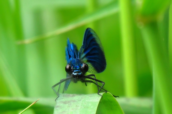 Z očí do očí  ! (Hadovka lesklá)