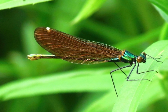 Hadovka lesklá (samička)