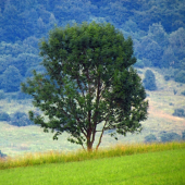 Solitér