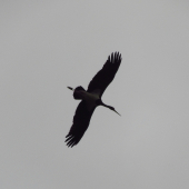 Ciconia nigra