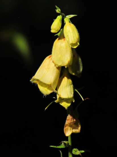 Náprstník veľkokvetý