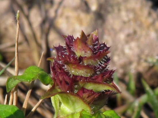 Odkvitnutý Čiernohlávok obyčajný