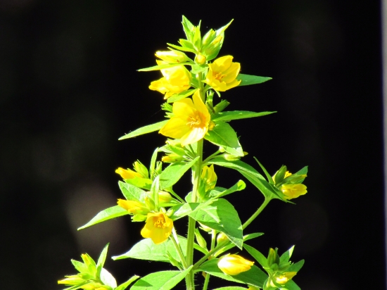 Čerkáč bodkovaný