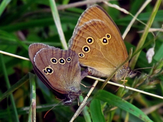 Prosím, nerušiť !