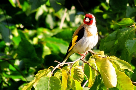 Stehlík pestrý (obyčajný)