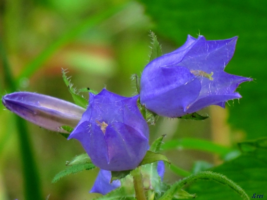 Zvonček repkovitý (?)