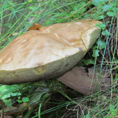 Jedináčik