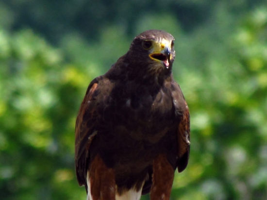 Kaňúr okrúhlochvostý