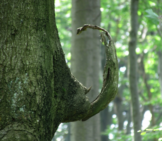 Nosorožec stromový