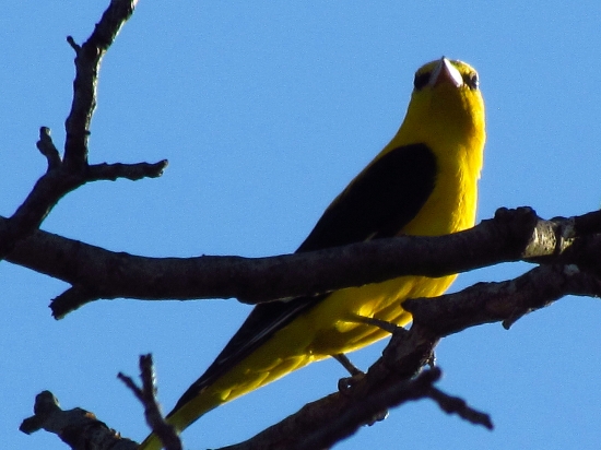 Vlha hájová (obyčajná)