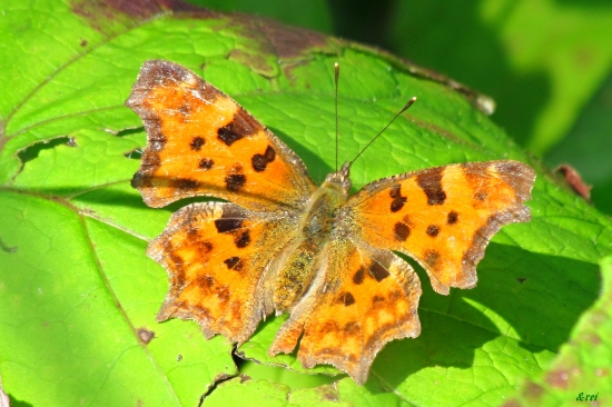 Babôčka zubatokrídla