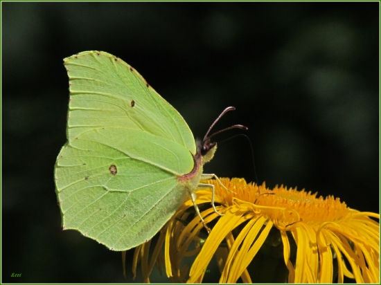 Žltáčik rešetliakový