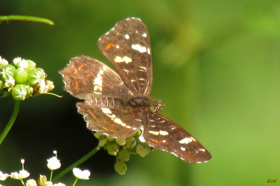 Motýlik -Babôčka sieťkovaná-letná forma
