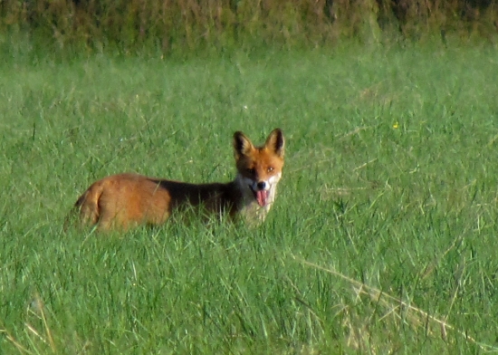 Horúco aj na líšku...