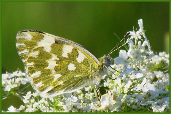Dokonalý tón v tóne ! Mlynárik rezedkový(Pontia daplidice).