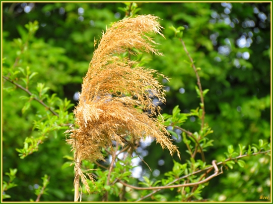 Spomienka na máj...
