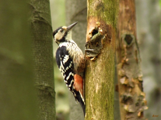 Ďateľ bielochrbtý - ♀