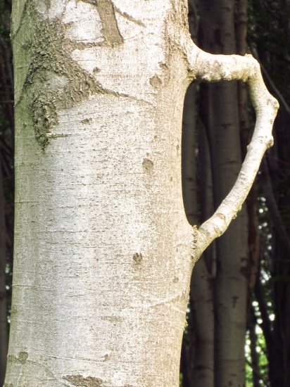 ...ešte jedno veľké - bukové !