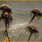 4 D spider web