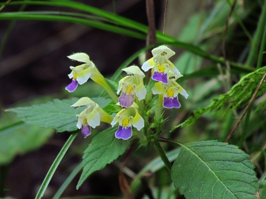 Kytička neznáma (Konopnica úhľadná)