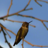 Kolibrík