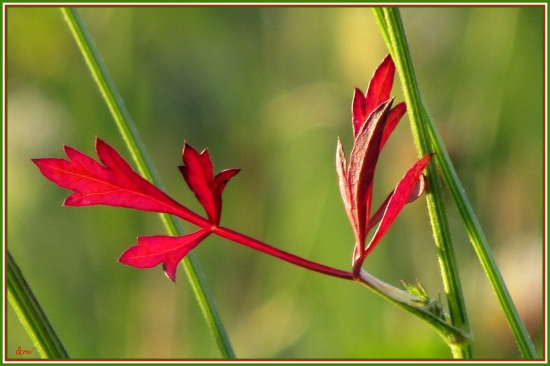 ...jesenná vo vianočných farbách