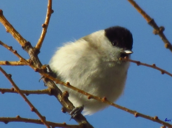 Sýkorka čiernohlavá