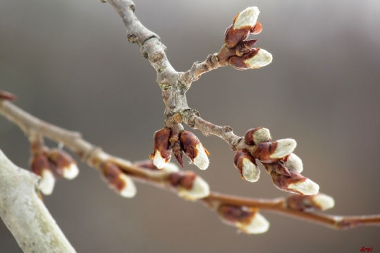 Januárové prebúdzanie...