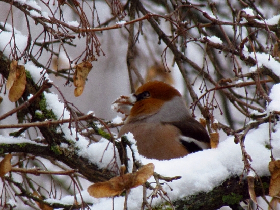 Kolega pri raňajkách...