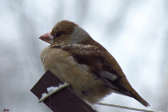 ...nie je mi do spevu...