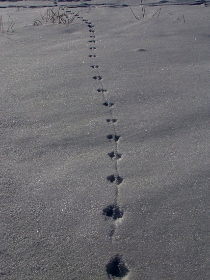 ...čo to môže byť ?