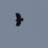 Silueta orliaka morského