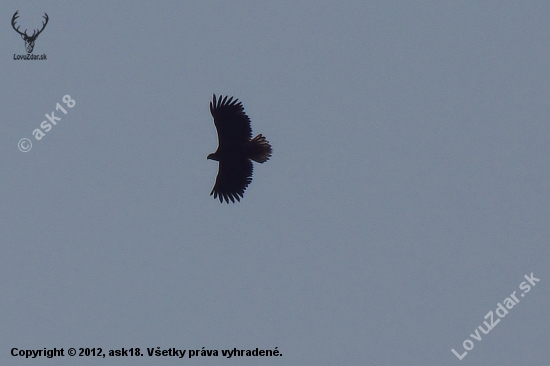 Silueta orliaka morského