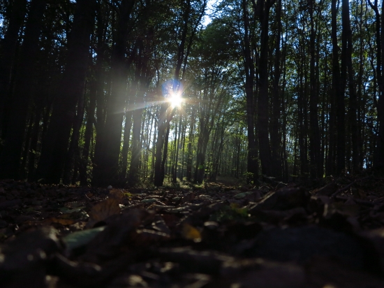 Z myšej perspektívy...