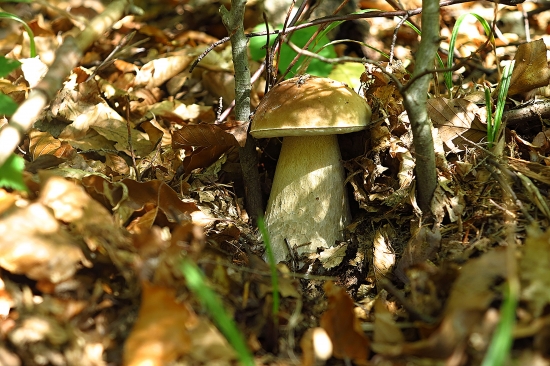 Prvý tohoročný...