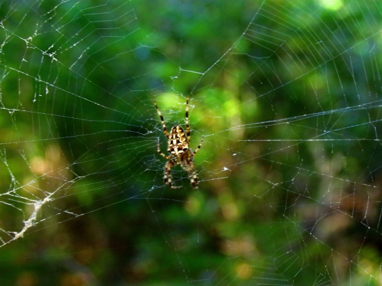 Keď pavúk svoje siete dotká(...va)