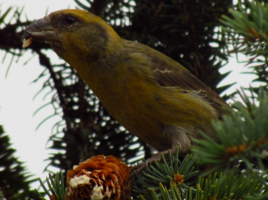 Krivonos smrekový-samička