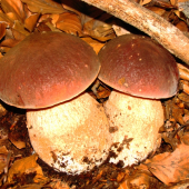 Súrodenci