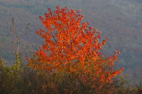 S oranžovým nádychom