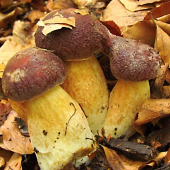 Trojčatá